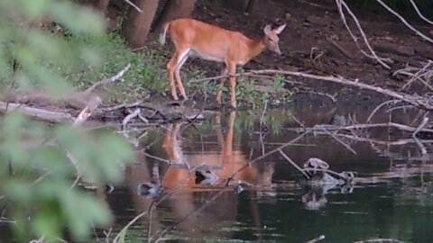 Friendly Deer