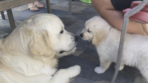 Dog travels 1,000 miles to meet his son for the first time