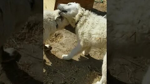 #farmdogs #puppies #greatpyreneese #workingdogs #guarddog #homesteadlife #dogs #cuteanimals