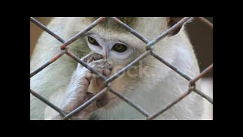 Monkey In A Cage In monkey king part 4 Video Download Video Clip Now