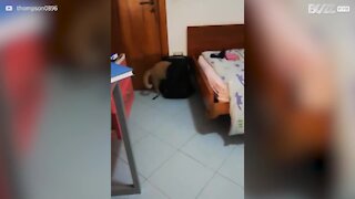 Gato quer ir para a escola com o dono