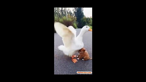 Kind relationship between playful puppy and duck