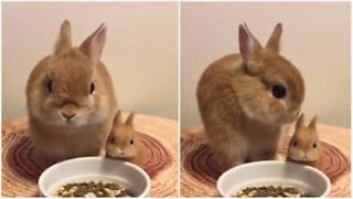 Un lapin prend son repas à côté de son "mini-moi"!