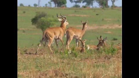 The Males deer’s fight over who will have the right to mate