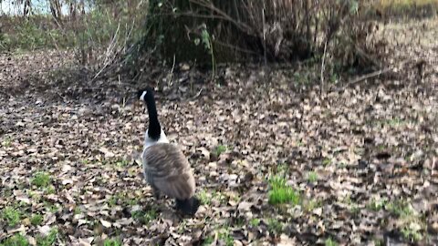 Cute Duck