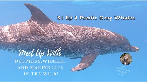 S1 Ep 4 Meet Up With Dolphins, Whales, And Marine Life In The Wild - Pacific Gray Whales