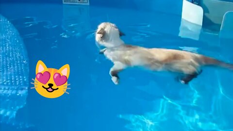 My cat diving and swimming || My cat loves to swim