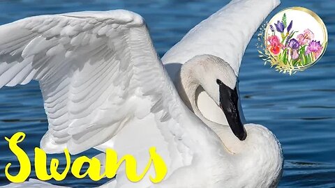 Swans are Symbols of Grace and Purity