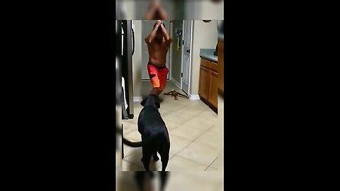 The Funny Video Moments - Crazy FunnyCat Dog People .