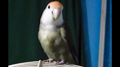 IECV PBV #107 - 👀 Kiwi Out Side His Cage 🐥 3-22-2019