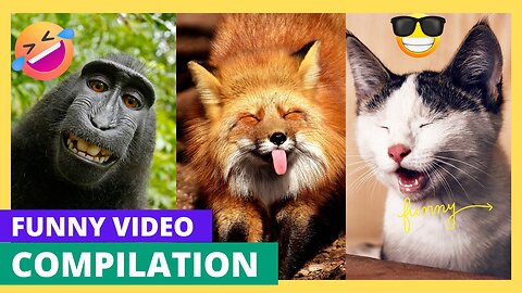 Pawsitively Hilarious: The Funniest Pets Compilation 🐾