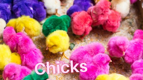 Baby Chicks Chirping Sounds / Cute Chicks