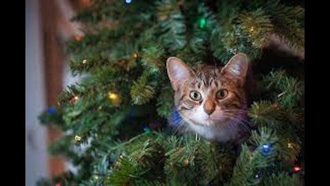 cute cat playing with Christmas tree