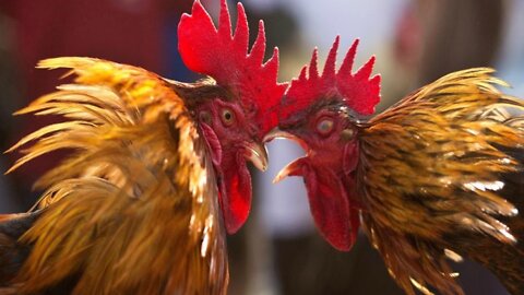 "La pelea de gallos"- Confrontación entre EUA e Irán