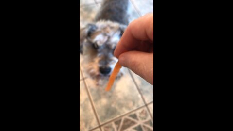 Old age schnauzer - eat your veggies