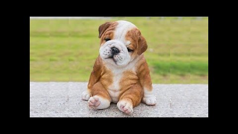 Cute Puppies 😍 Cute Funny and Smart Dogs Compilation #11