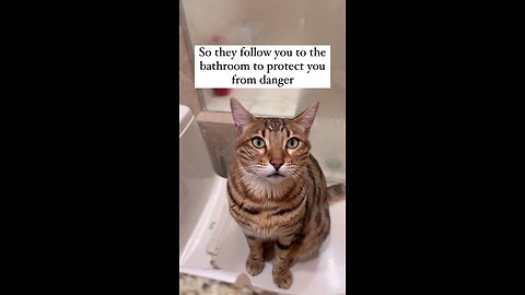 Reason why cats follow you to bathroom at night