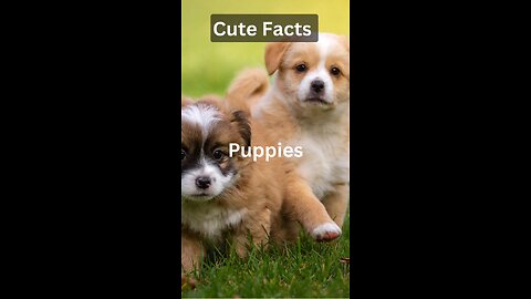 #cutefacts #puppies