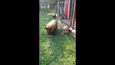 KuneKune's, Turkey's, Chickens, Guinea, Cats...