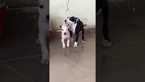 Adorable Cute Puppies #shorts #viral #youtube #trending #pitbull