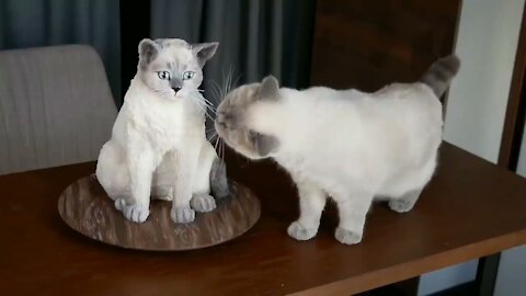 Cat Reaction to Cutting Cake - try not to laygh Funny Dog Cake