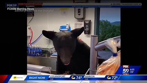 June 25, 2024 - Bear Visits Tennessee Concession Stand