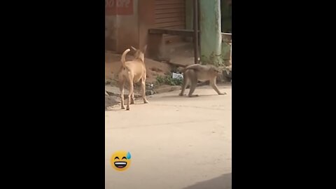 Super Funny Animal Video that Will Make You Laugh Out Loud | Keep Laughing