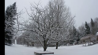 Snowing on an Apple Tree in Winter