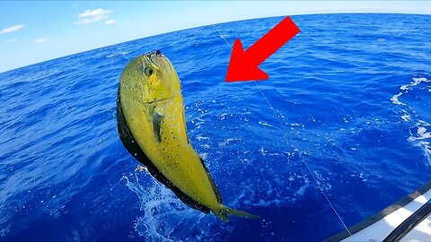 Mahi fishing at the Islamorada humps Catch N Cook