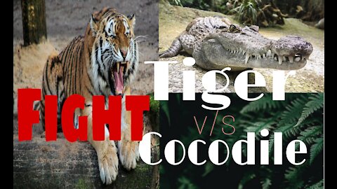 Tiger v/s crocodile [FIGHT]