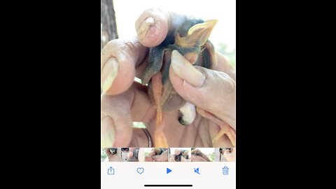 Bluebird chick rescued after falling from nest