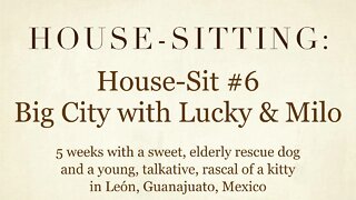 House-Sitting » House-Sit #5 » Big City with Lucky & Milo » León, Guanajuato, Mexico