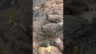 Brave guinea fowl keets wander away from their cage!