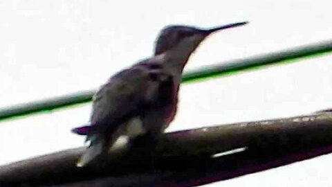 IECV NV #316 - 🐤 Hummingbird On The Power Line 5-18-2017