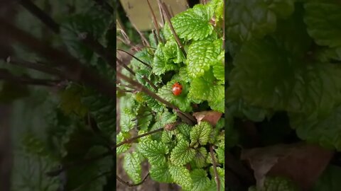 Ladybug on melissa plant