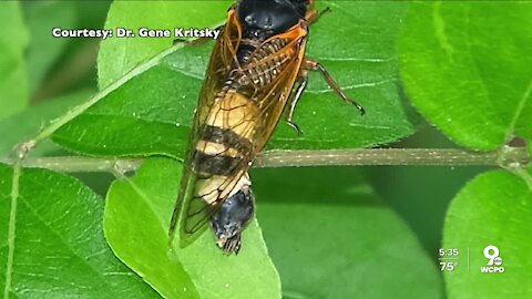 Afraid of cicadas? How about 'zombie cicadas?'