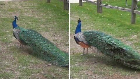 Different sounds of peacock