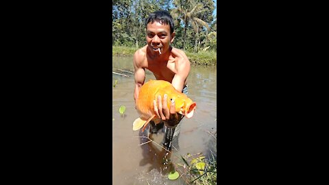 Amazing..!! Big Golden Fish, Goldfish red Big