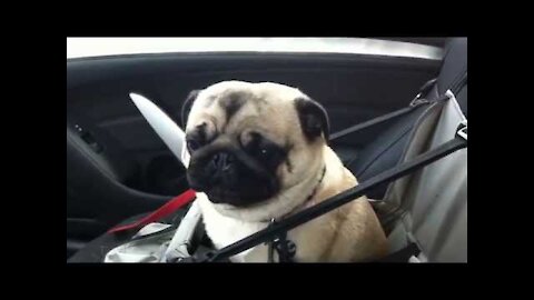 Dog loses it after finding out he's at pet store