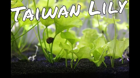 Why Taiwan Lilies are an AMAZING aquarium plant!