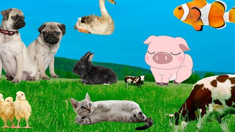 Family pets: dog, cat, chicken, sheep, cow, fish - Animal sounds