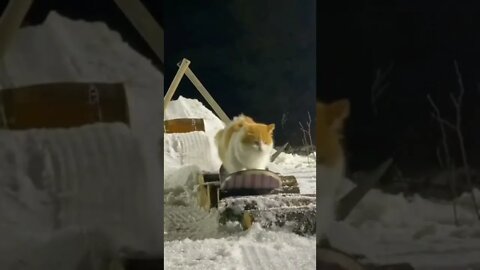 Snowboarder cat! 😻❄️🏔️#shorts