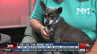 Pet of the Week: 10-year-old chihuahua Nicky