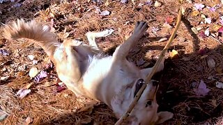 Puppy Is Adorably Clumsy With Great Dane Friend