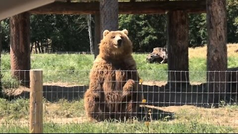 Waving bear show off catching skills