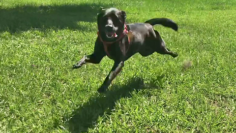 Happy Great Dane Has Dog Friends Over to Play