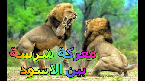 عندما تكون المعركة بين الاسود..انظروا ماذا حدث !!