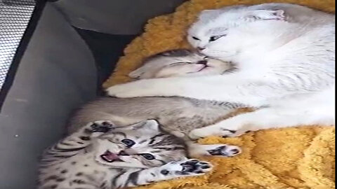 Cat Mom’s Unconditional Love ! The Cutest Bond With Her Kittens!