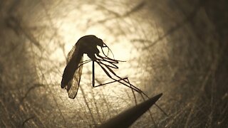 Cases Of West Nile Virus In Oklahoma, Louisiana