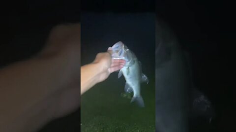 BASS on the Shaky Head Rig! (Nighttime)